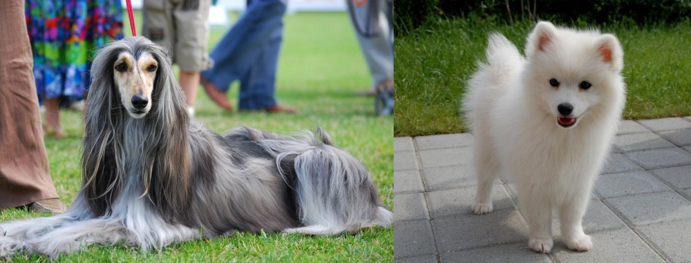 Spitz vs Afghan Hound - Breed Comparison