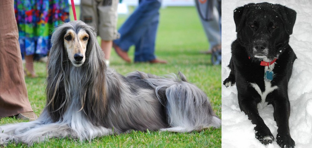 St. John's Water Dog vs Afghan Hound - Breed Comparison