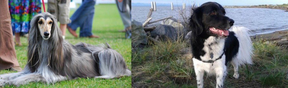Stabyhoun vs Afghan Hound - Breed Comparison