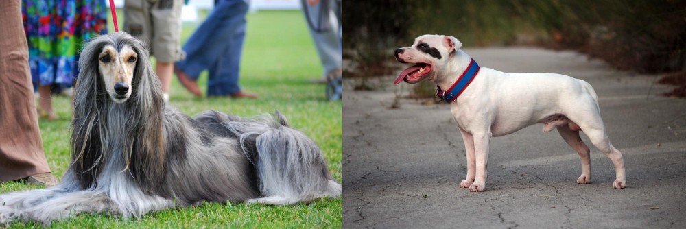 Staffordshire Bull Terrier vs Afghan Hound - Breed Comparison
