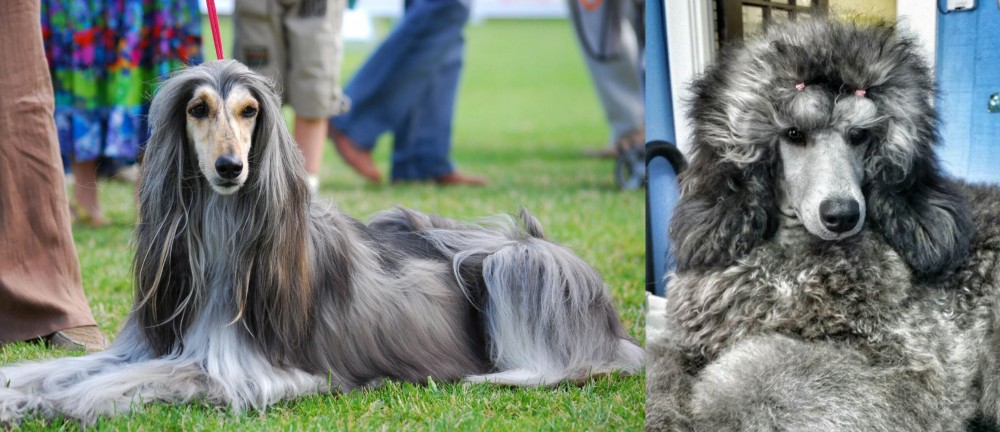 Standard Poodle vs Afghan Hound - Breed Comparison