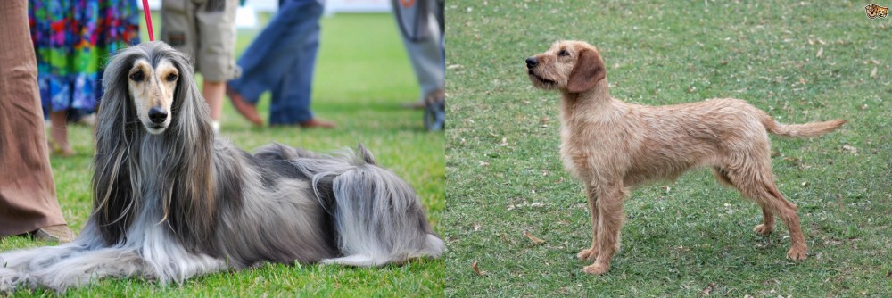 Styrian Coarse Haired Hound vs Afghan Hound - Breed Comparison