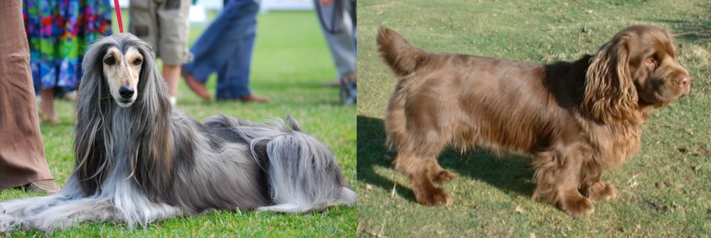 Sussex Spaniel vs Afghan Hound - Breed Comparison