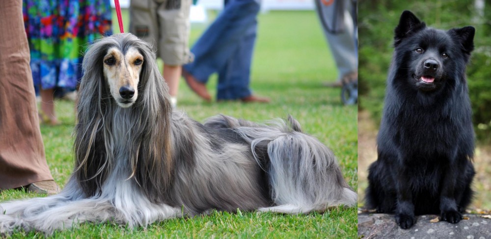Swedish Lapphund vs Afghan Hound - Breed Comparison