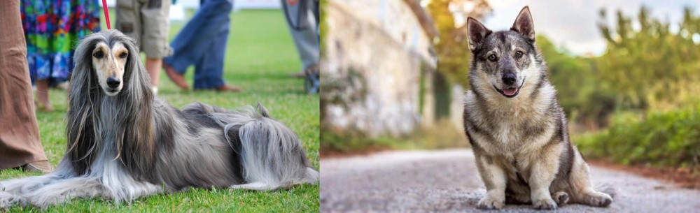 Swedish Vallhund vs Afghan Hound - Breed Comparison