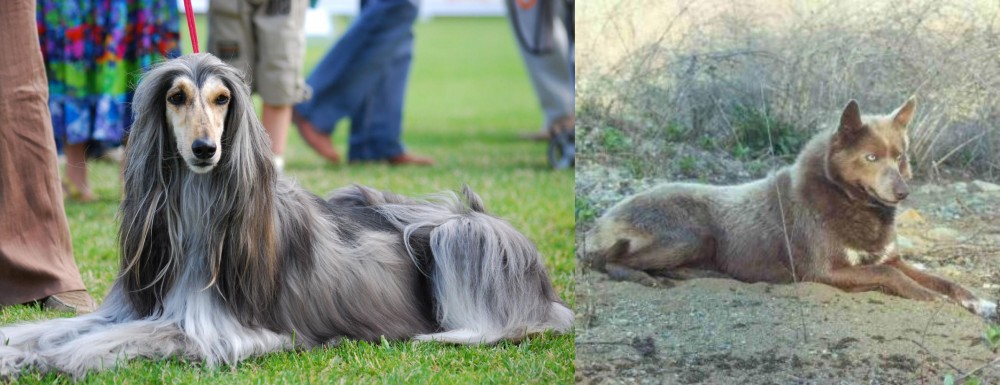 Tahltan Bear Dog vs Afghan Hound - Breed Comparison