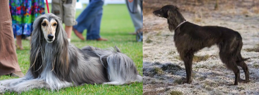 Taigan vs Afghan Hound - Breed Comparison
