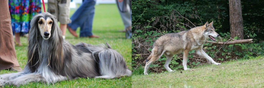 Tamaskan vs Afghan Hound - Breed Comparison