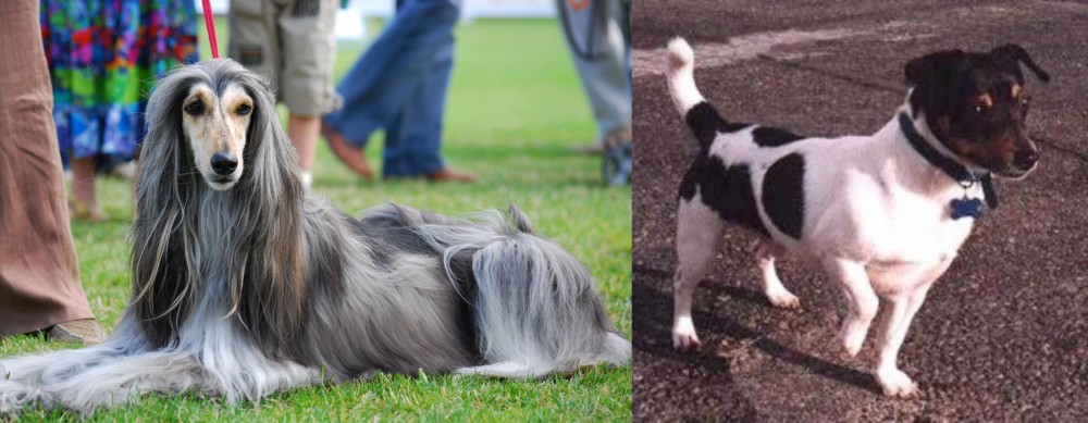 Teddy Roosevelt Terrier vs Afghan Hound - Breed Comparison