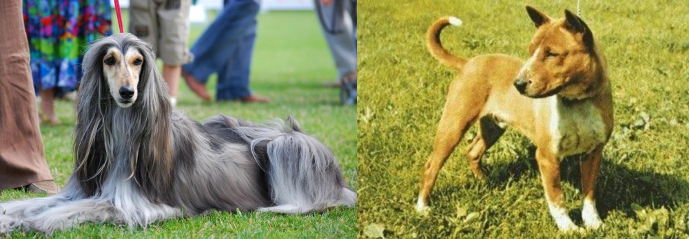 Telomian vs Afghan Hound - Breed Comparison
