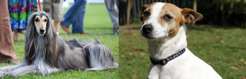 Tenterfield Terrier vs Afghan Hound - Breed Comparison