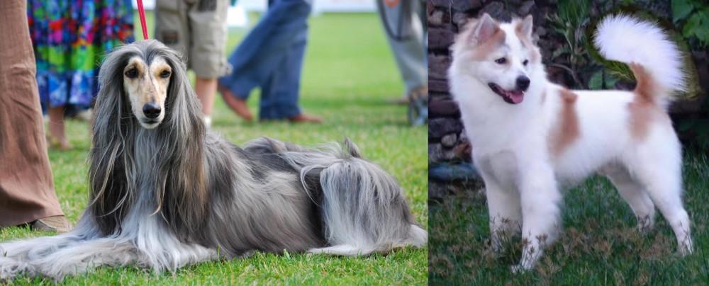 Thai Bangkaew vs Afghan Hound - Breed Comparison