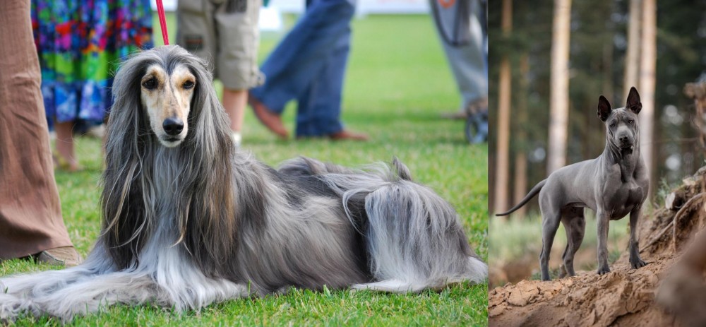Thai Ridgeback vs Afghan Hound - Breed Comparison