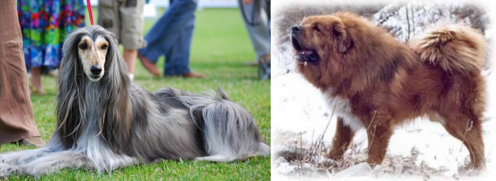Tibetan Kyi Apso vs Afghan Hound - Breed Comparison