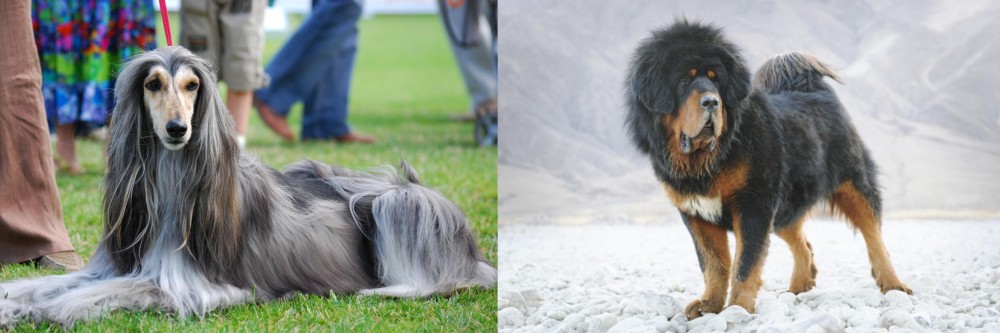 Tibetan Mastiff vs Afghan Hound - Breed Comparison