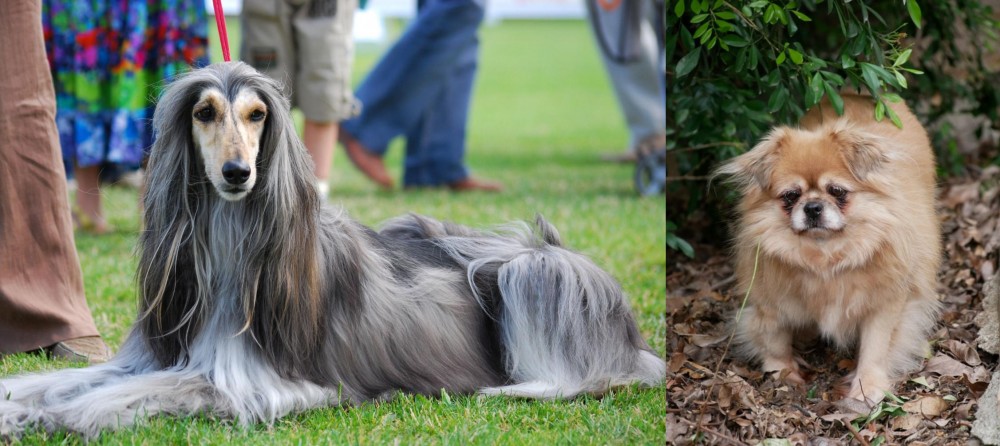 Tibetan Spaniel vs Afghan Hound - Breed Comparison