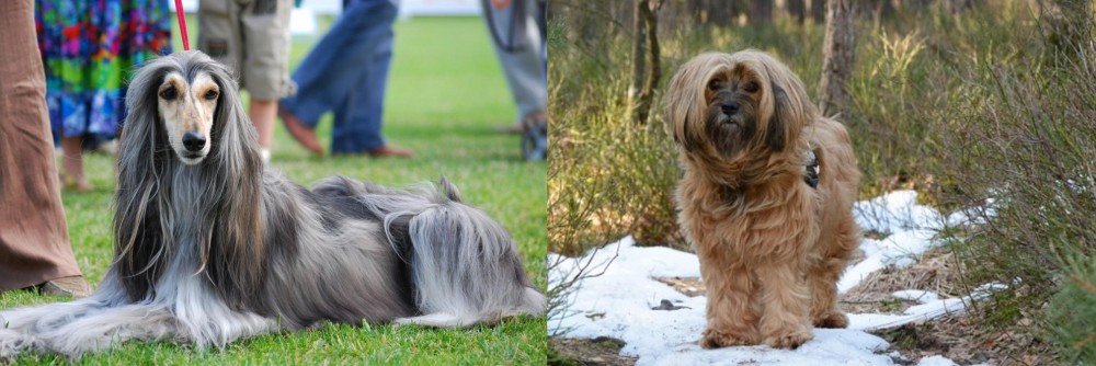 Tibetan Terrier vs Afghan Hound - Breed Comparison