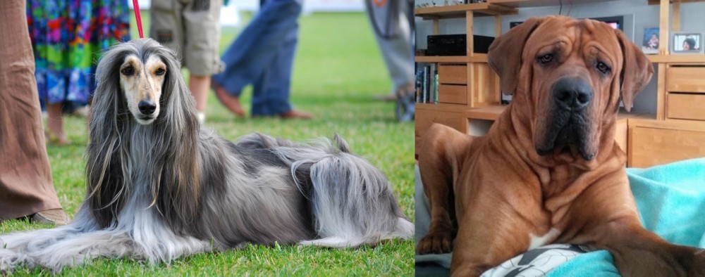Tosa vs Afghan Hound - Breed Comparison