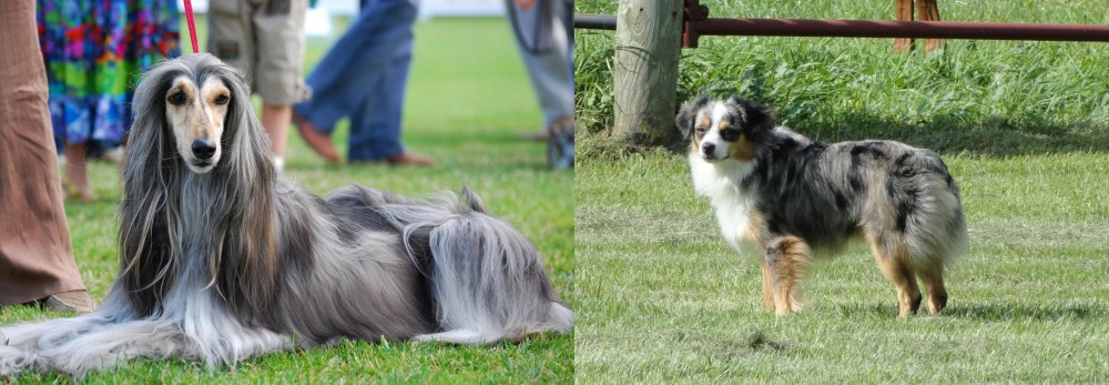 Toy Australian Shepherd vs Afghan Hound - Breed Comparison