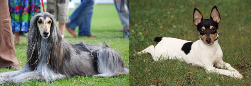 Toy Fox Terrier vs Afghan Hound - Breed Comparison