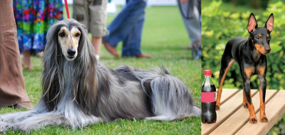 Toy Manchester Terrier vs Afghan Hound - Breed Comparison