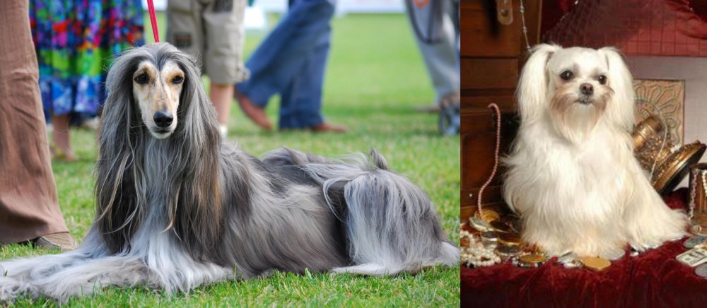 Toy Mi-Ki vs Afghan Hound - Breed Comparison