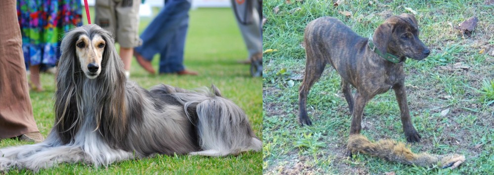Treeing Cur vs Afghan Hound - Breed Comparison