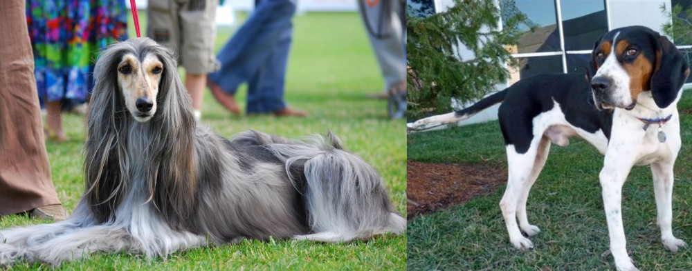 Treeing Walker Coonhound vs Afghan Hound - Breed Comparison