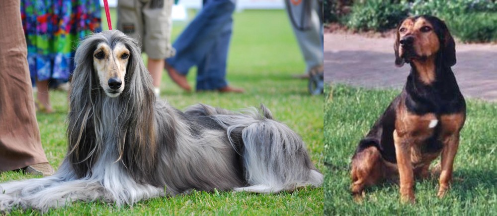 Tyrolean Hound vs Afghan Hound - Breed Comparison