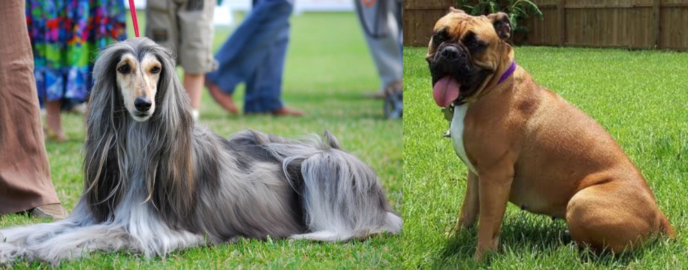 Valley Bulldog vs Afghan Hound - Breed Comparison