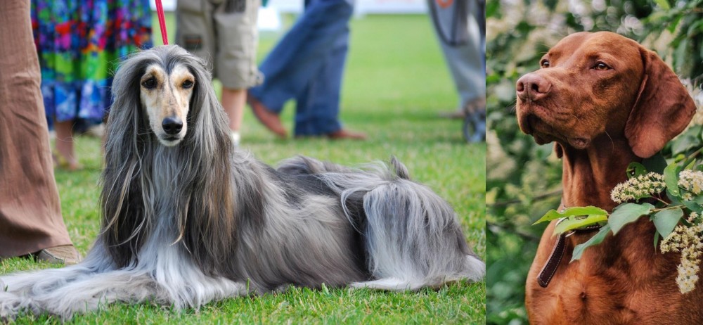 Vizsla vs Afghan Hound - Breed Comparison