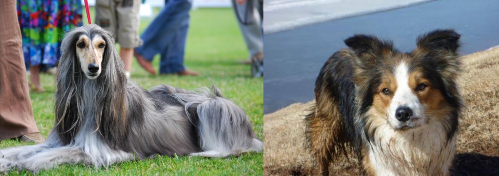 Welsh Sheepdog vs Afghan Hound - Breed Comparison