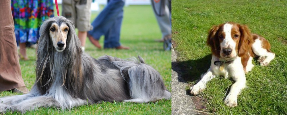 Welsh Springer Spaniel vs Afghan Hound - Breed Comparison