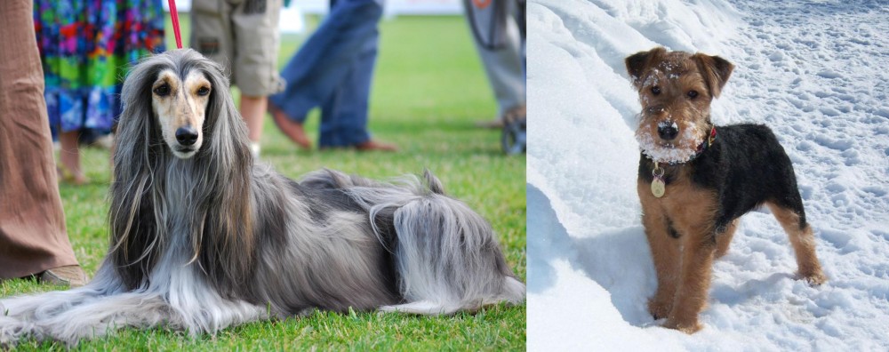 Welsh Terrier vs Afghan Hound - Breed Comparison