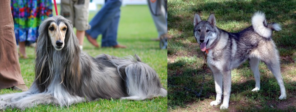 West Siberian Laika vs Afghan Hound - Breed Comparison