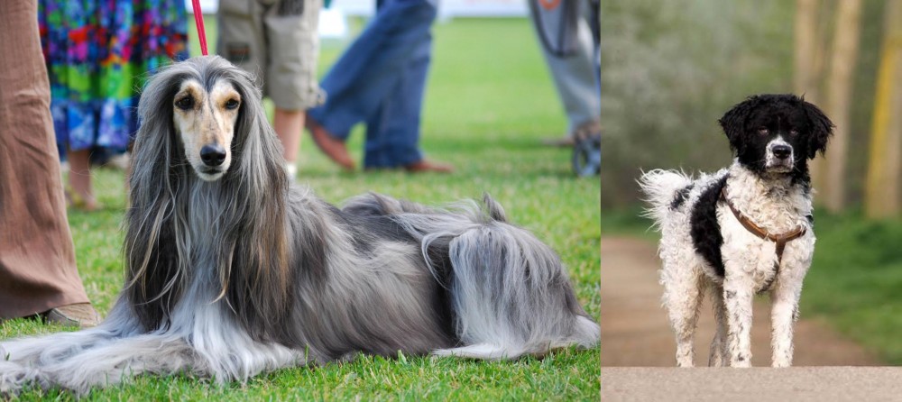 Wetterhoun vs Afghan Hound - Breed Comparison