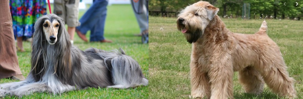 Wheaten Terrier vs Afghan Hound - Breed Comparison