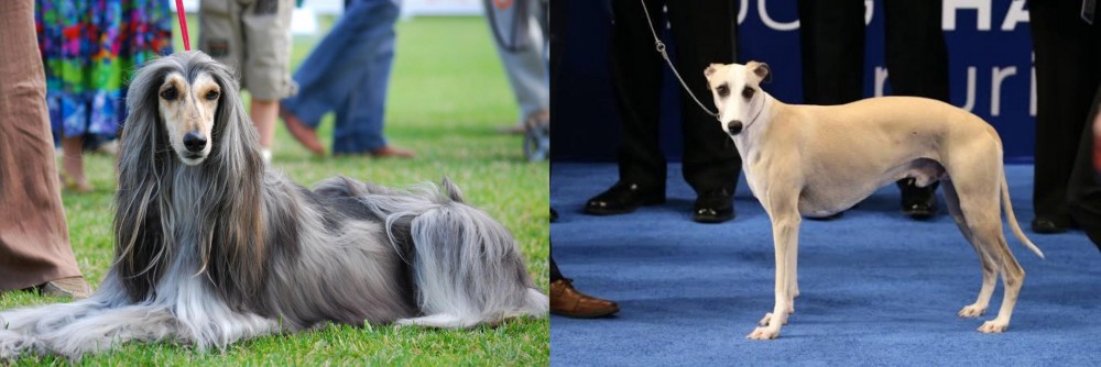 Whippet vs Afghan Hound - Breed Comparison
