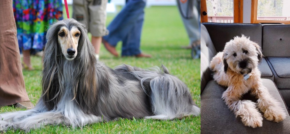 Whoodles vs Afghan Hound - Breed Comparison