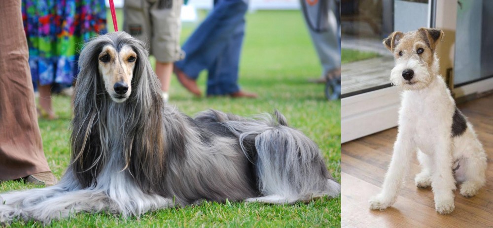 Wire Fox Terrier vs Afghan Hound - Breed Comparison