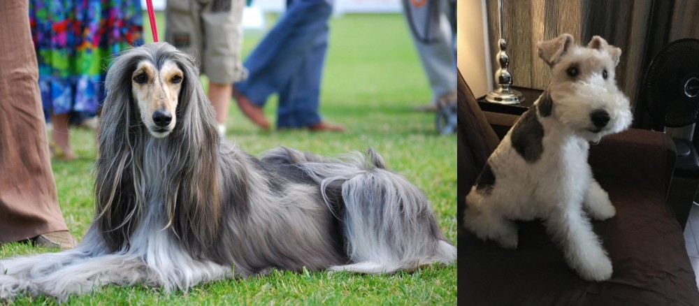Wire Haired Fox Terrier vs Afghan Hound - Breed Comparison