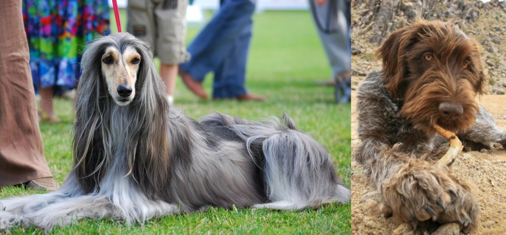 Wirehaired Pointing Griffon vs Afghan Hound - Breed Comparison