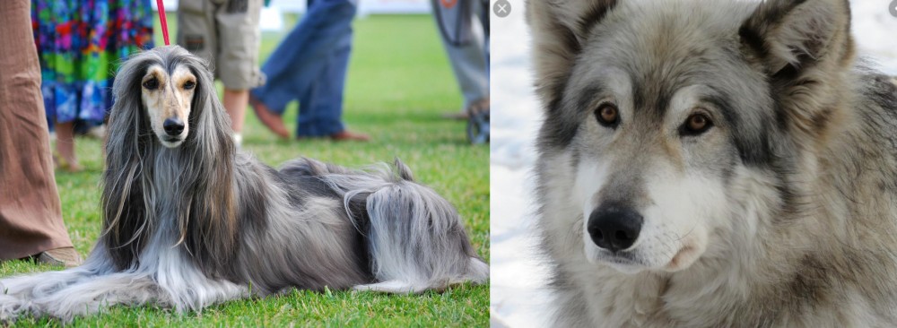 Wolfdog vs Afghan Hound - Breed Comparison