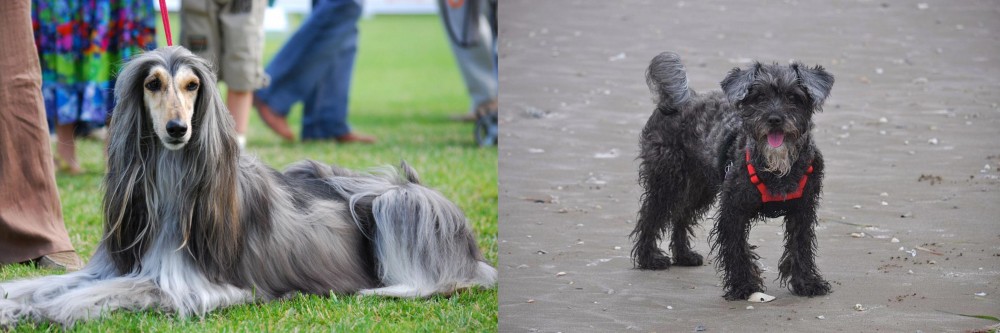 YorkiePoo vs Afghan Hound - Breed Comparison