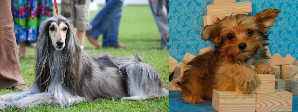 Yorkillon vs Afghan Hound - Breed Comparison