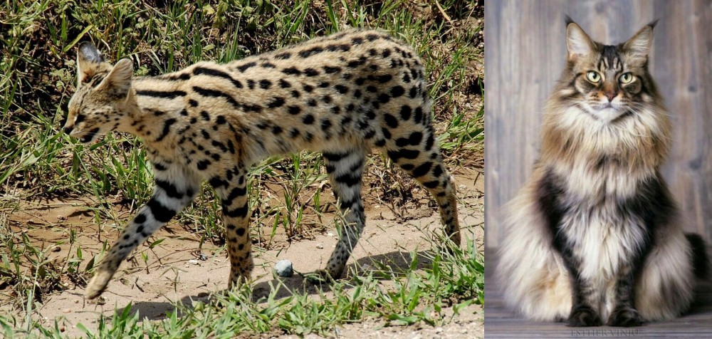 American Longhair vs African Serval - Breed Comparison