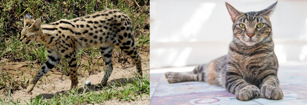 American Polydactyl vs African Serval - Breed Comparison