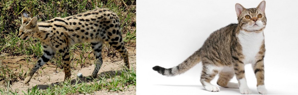 American Wirehair vs African Serval - Breed Comparison