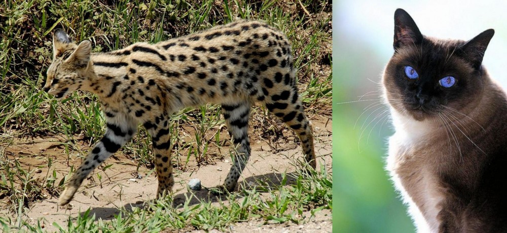 Applehead Siamese vs African Serval - Breed Comparison