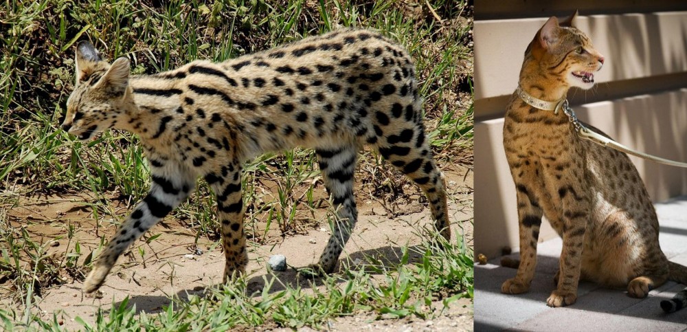 Ashera vs African Serval - Breed Comparison